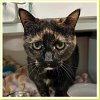 adoptable Cat in columbus, OH named Katie
