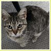adoptable Cat in columbus, OH named Ava