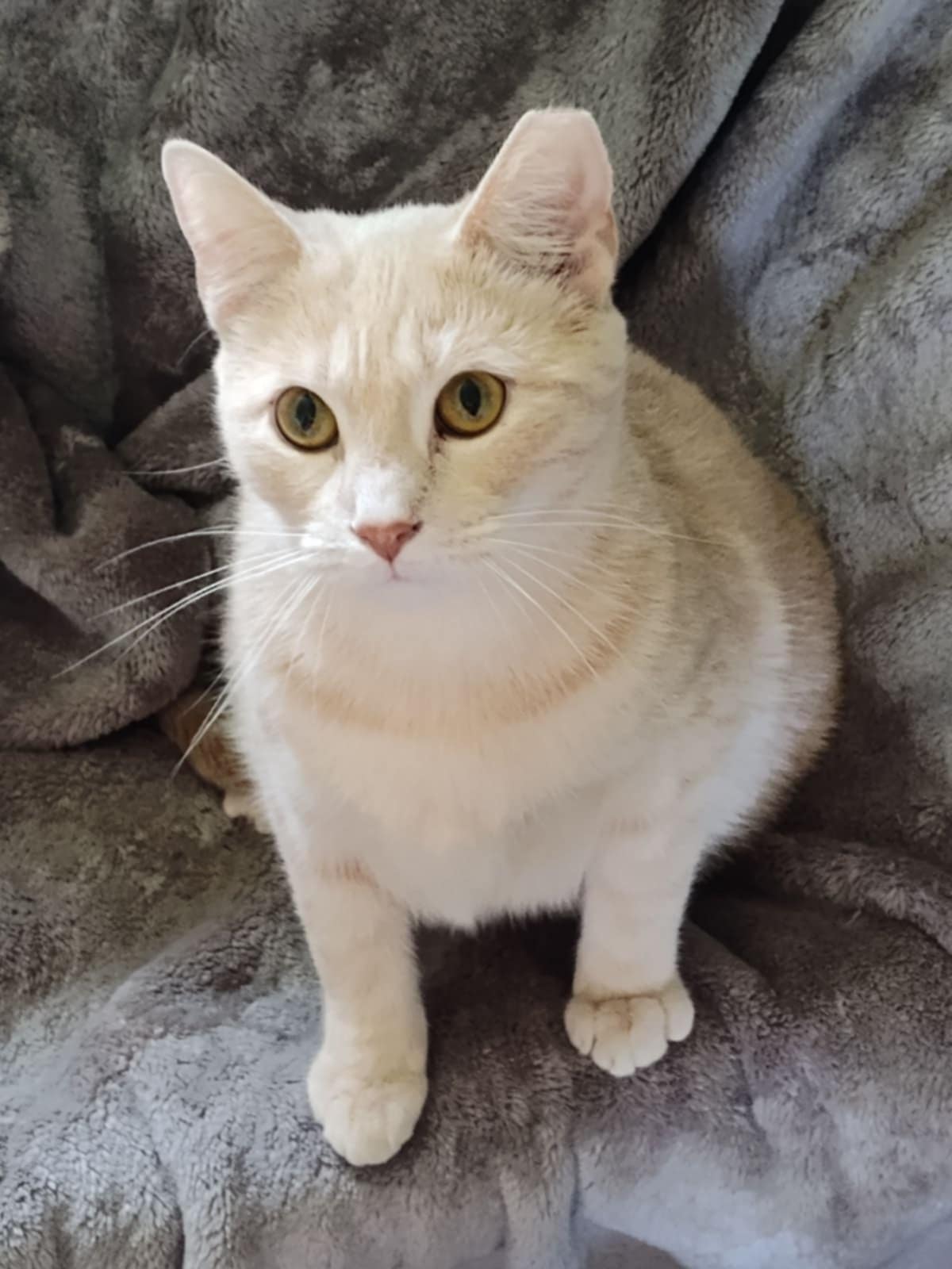 adoptable Cat in Columbus, OH named Butter