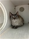 adoptable Cat in , OH named Moralee