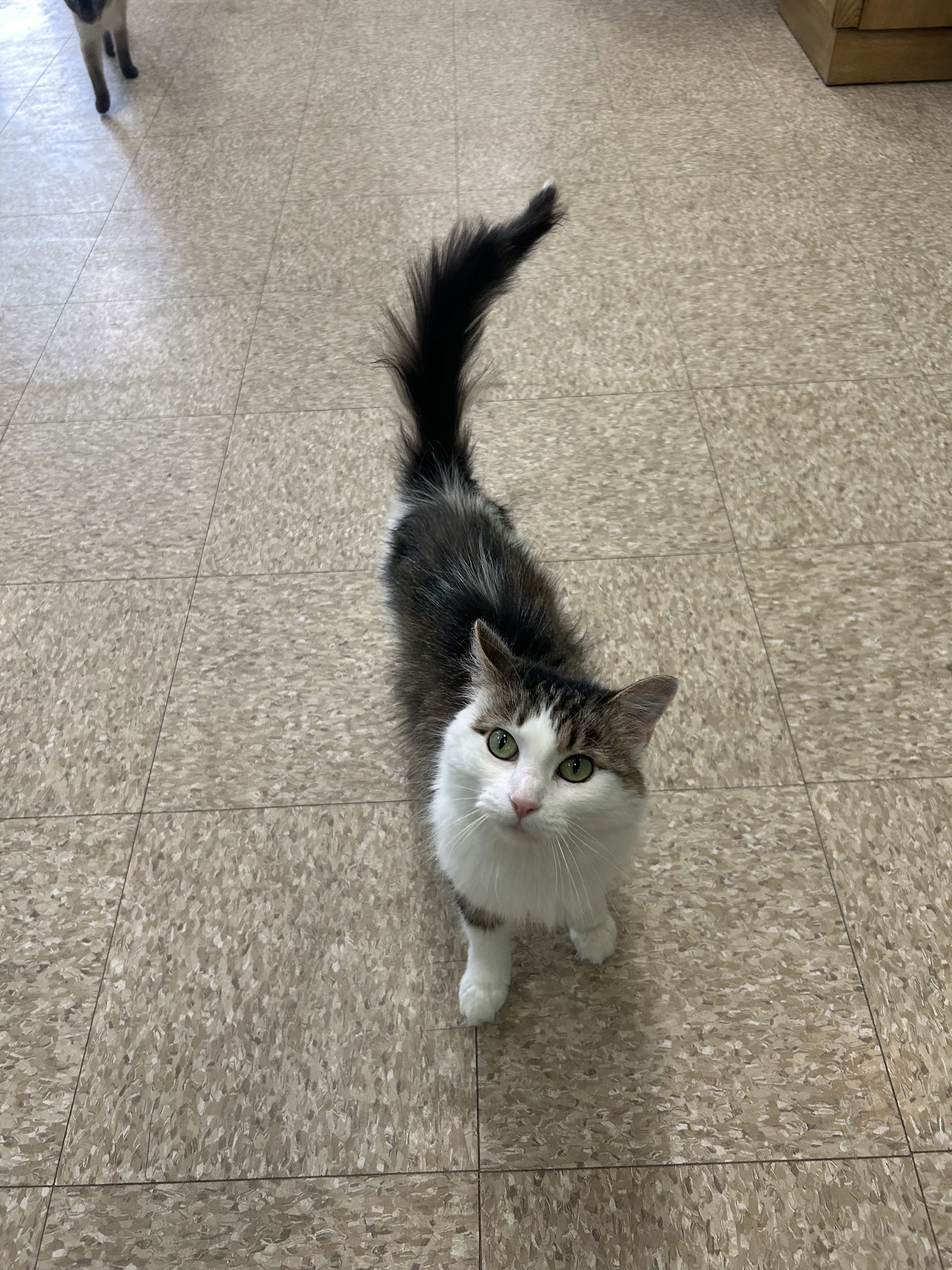 adoptable Cat in Columbus, OH named Niblet