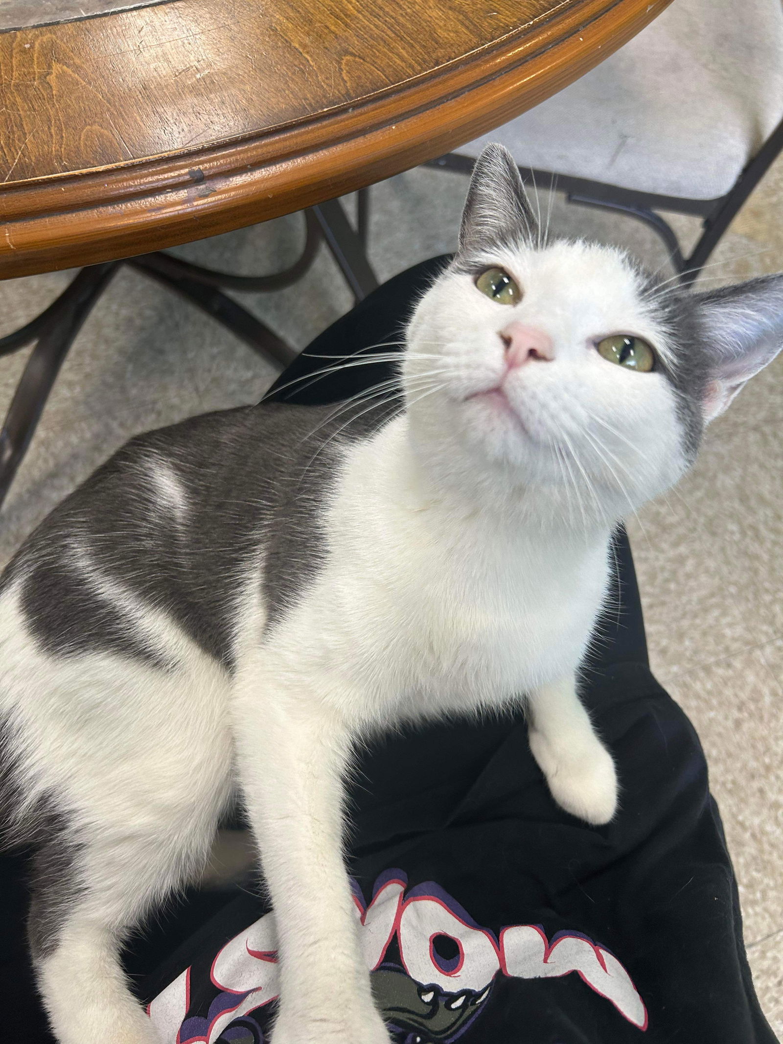 adoptable Cat in Columbus, OH named Stevie