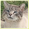adoptable Cat in columbus, OH named Apollo