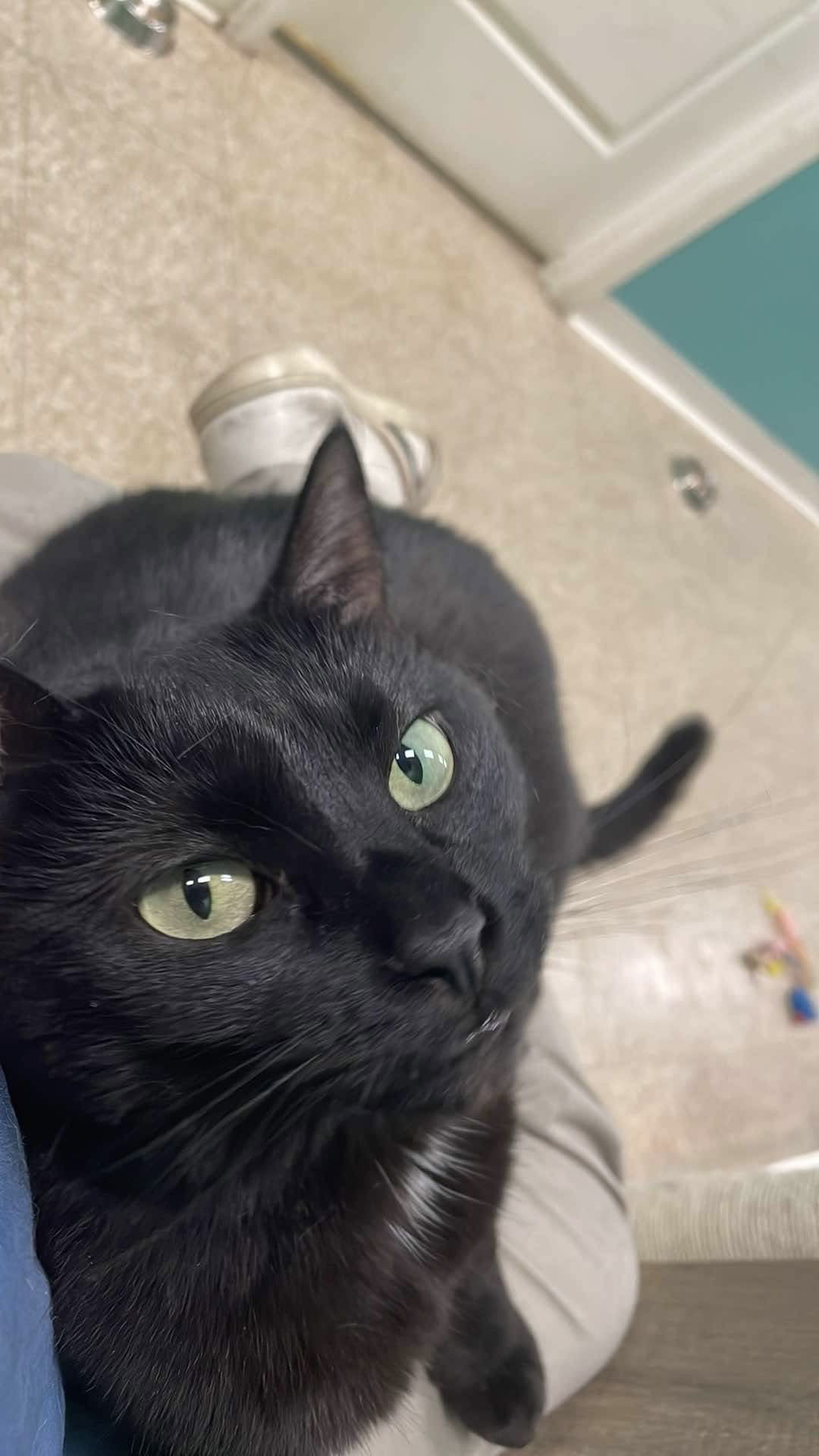 adoptable Cat in Columbus, OH named Dixie