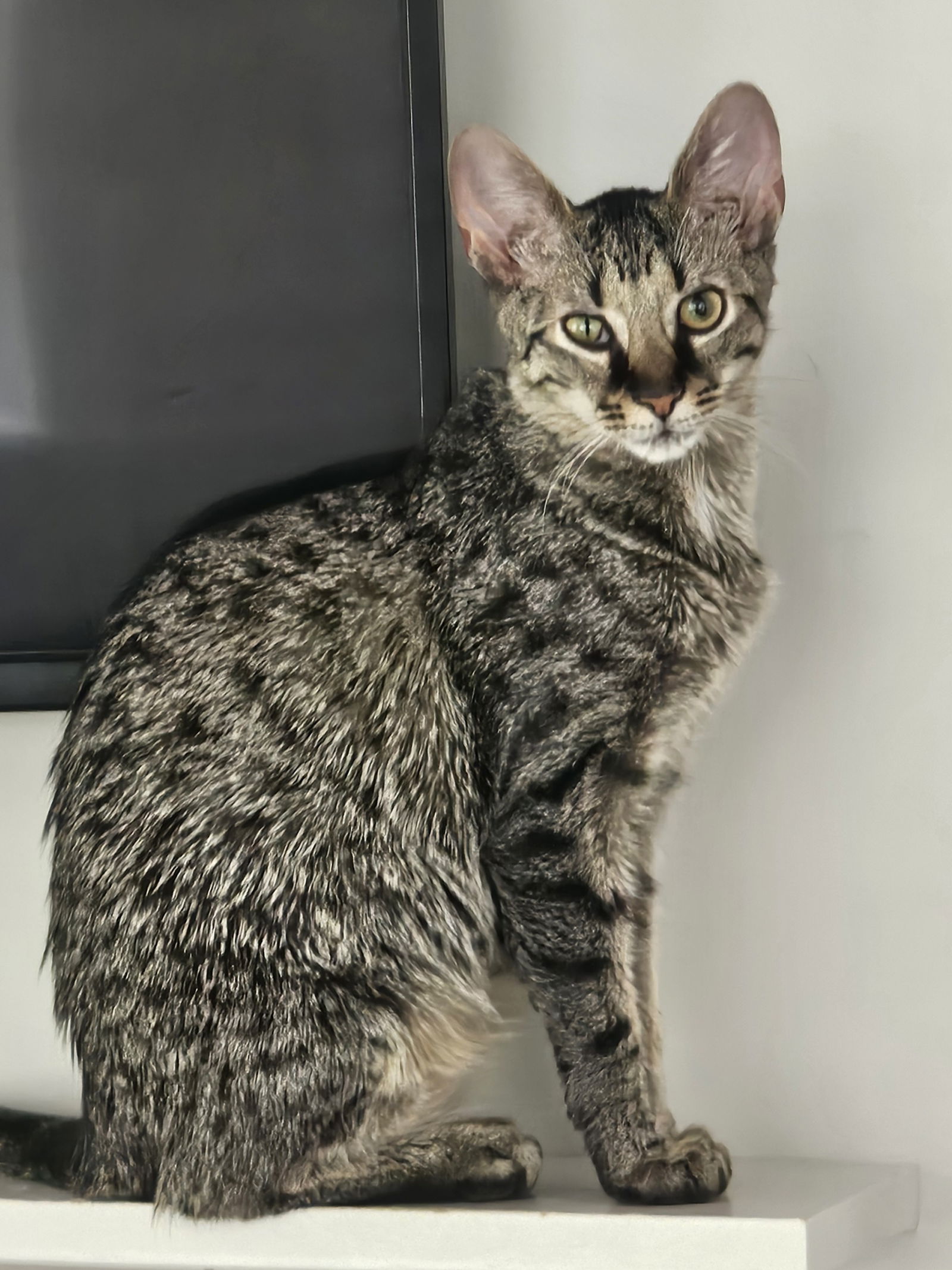 adoptable Cat in Columbus, OH named Anderson