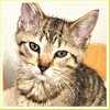 adoptable Cat in columbus, OH named Aryan
