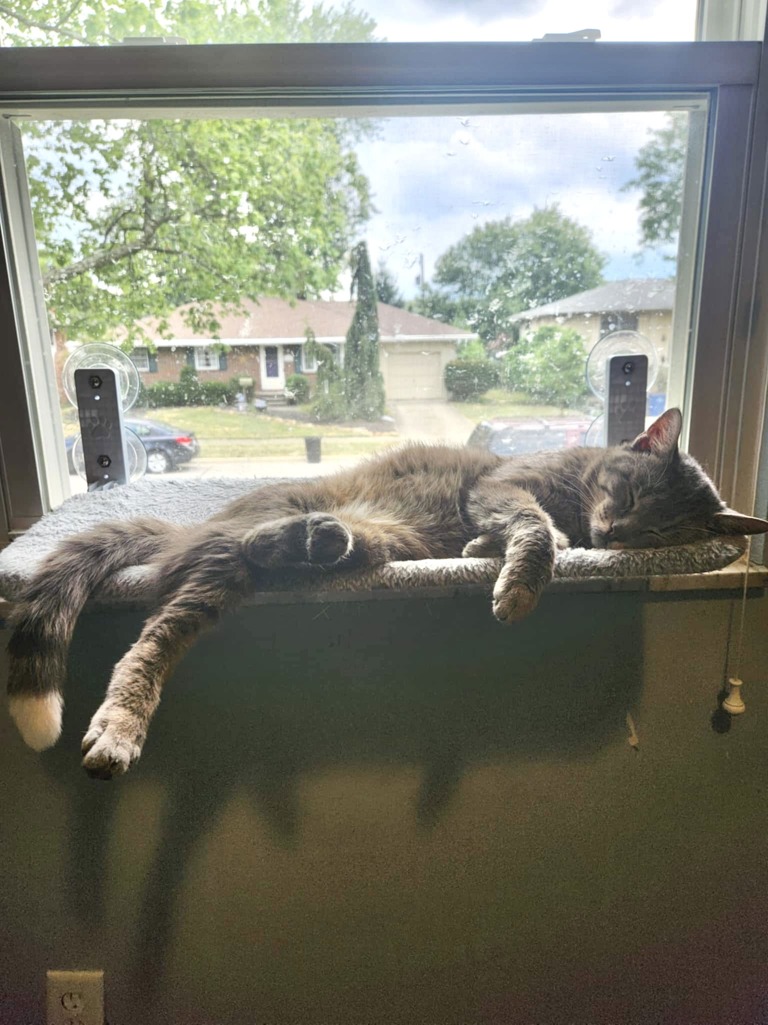 adoptable Cat in Columbus, OH named Bear