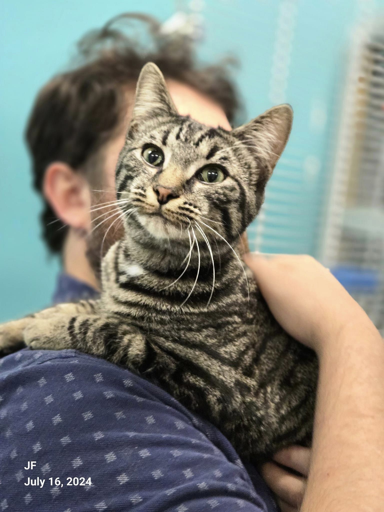 adoptable Cat in Columbus, OH named Elise