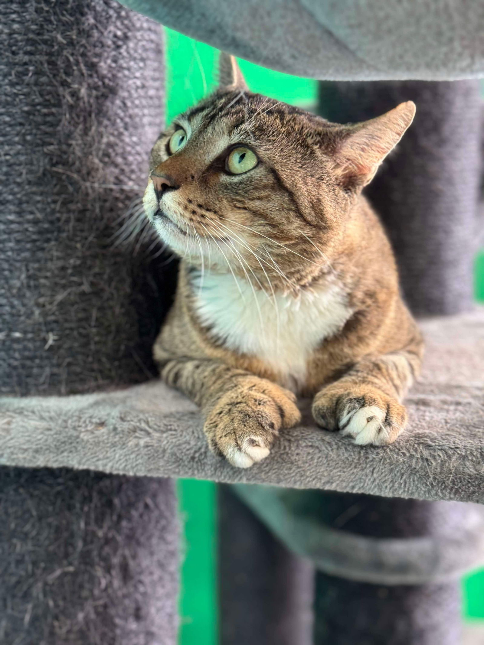 adoptable Cat in Columbus, OH named Chase