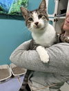 adoptable Cat in  named Arthur