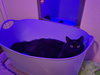Damien