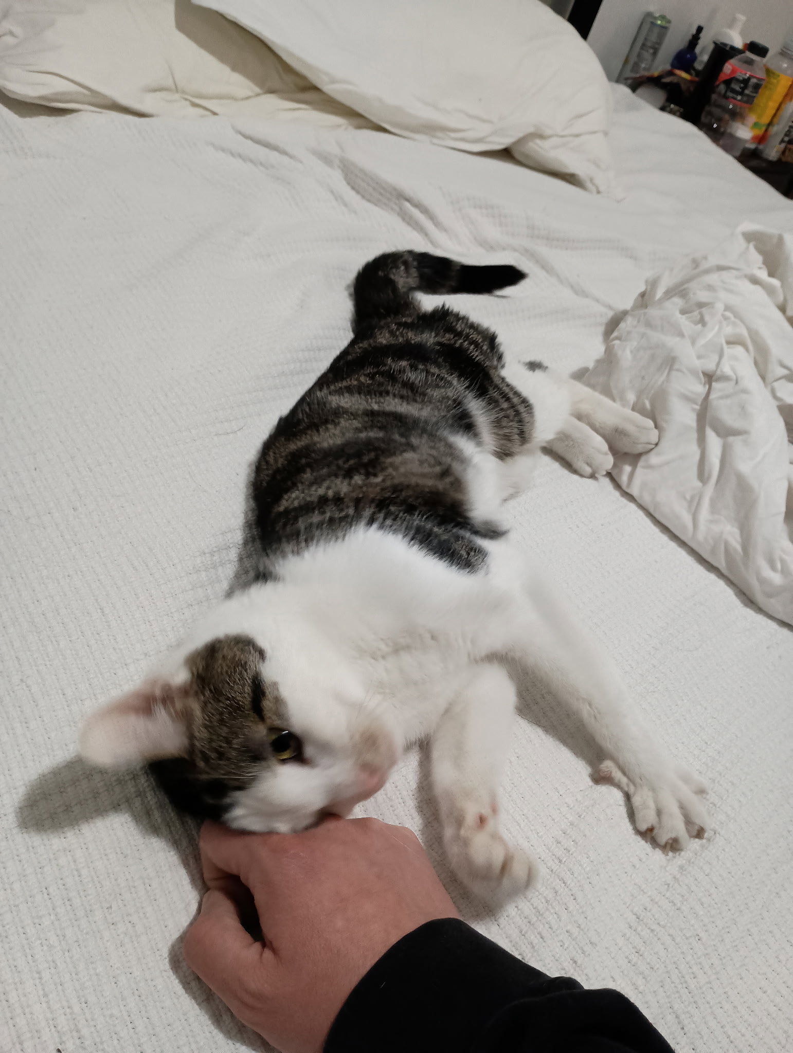 Louie Image