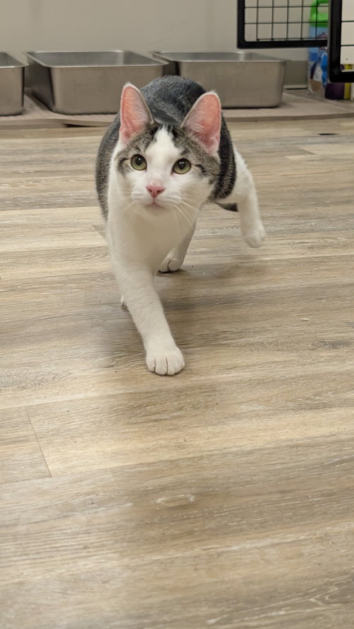 Louie, an adoptable Domestic Short Hair in Columbus, OH
