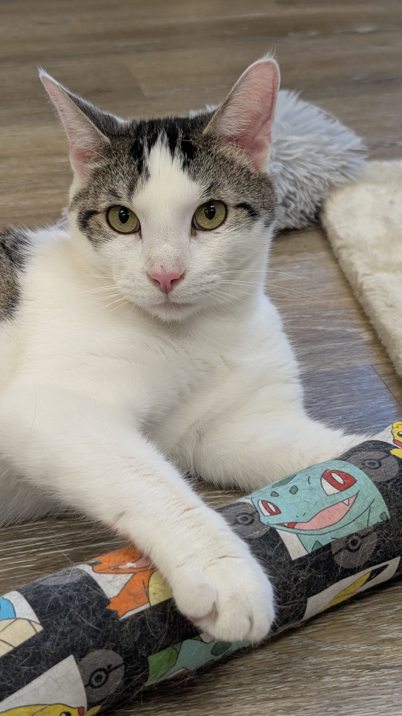 Louie Image
