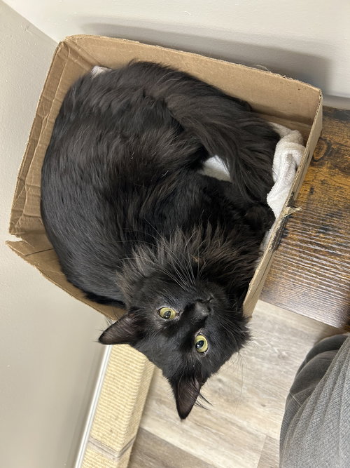 Derek, an adoptable Domestic Long Hair in Columbus, OH
