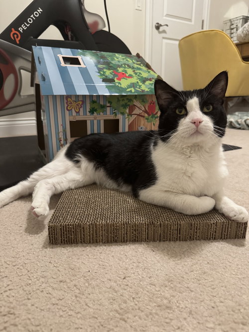 Mike, an adoptable Domestic Short Hair in Columbus, OH