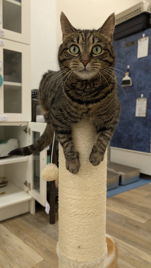 Melodie, an adoptable Domestic Short Hair in Columbus, OH