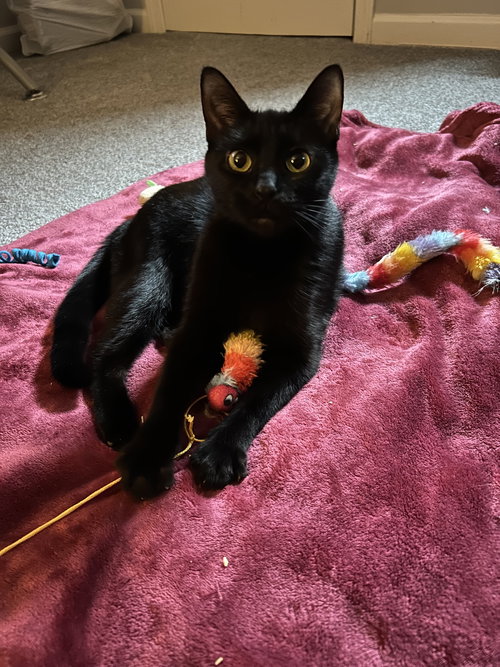 Khaleesi, Young Domestic Short Hair (short coat), cat for adoption in Lancaster, Ohio