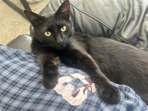 Mr. Tuxy photo 2