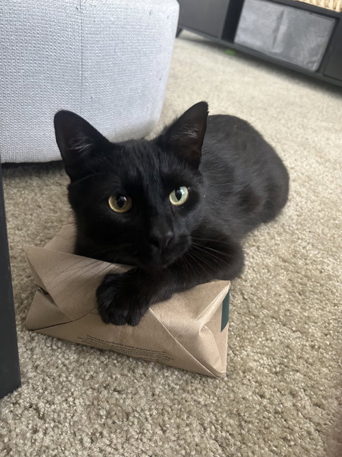 Mr. Tuxy photo 3