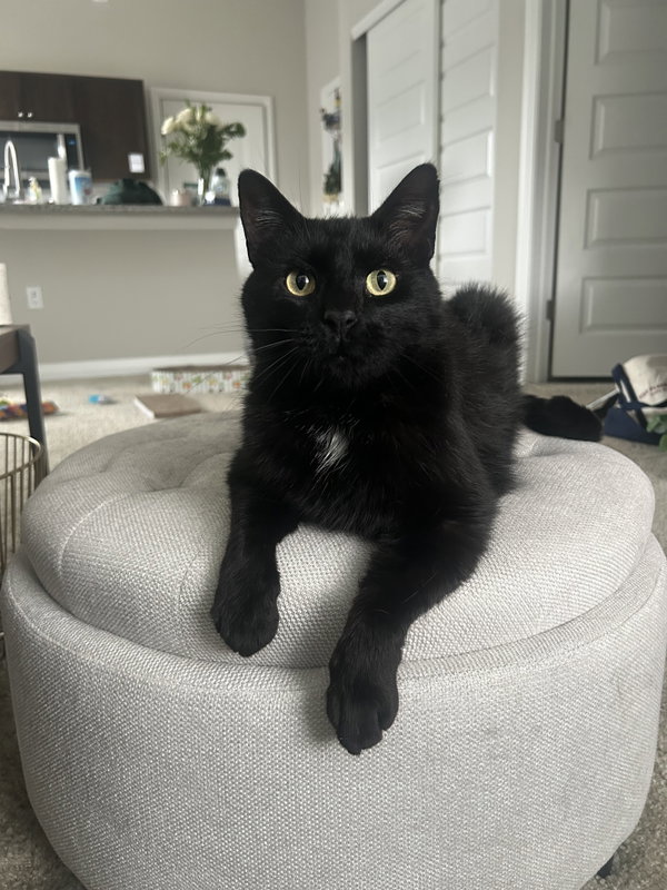 Mr. Tuxy