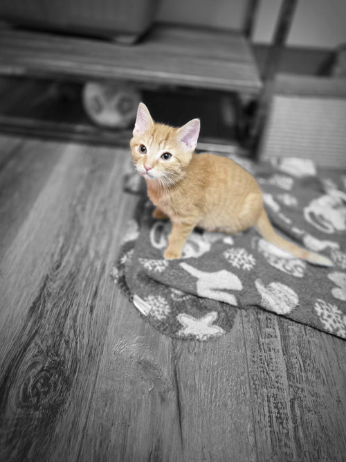 Hobbes
