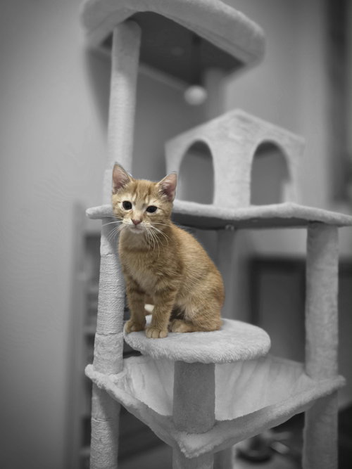 Hobbes photo 2