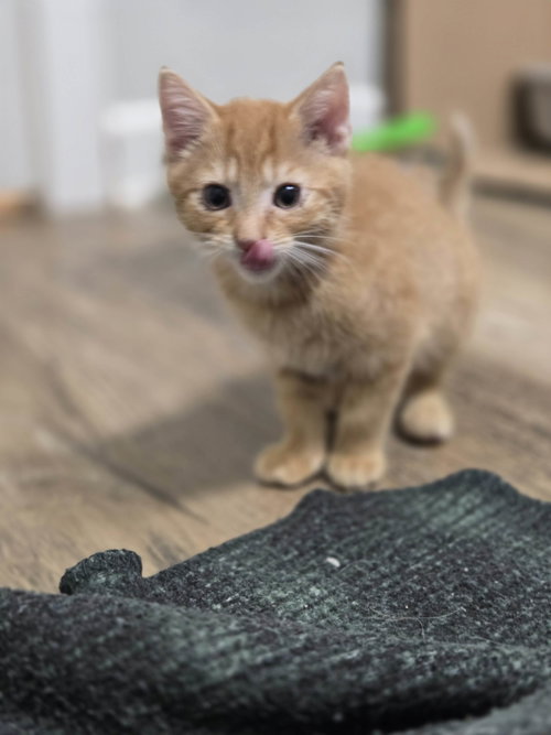 Hobbes photo 7