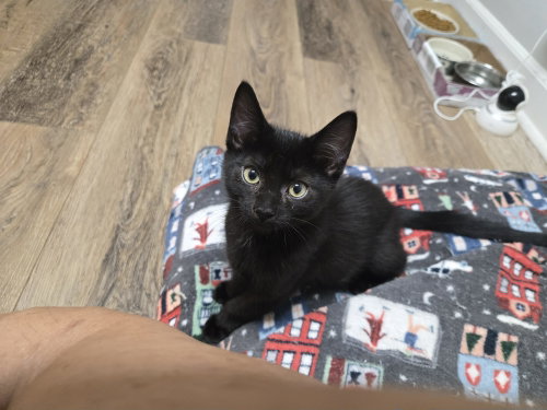 Loki