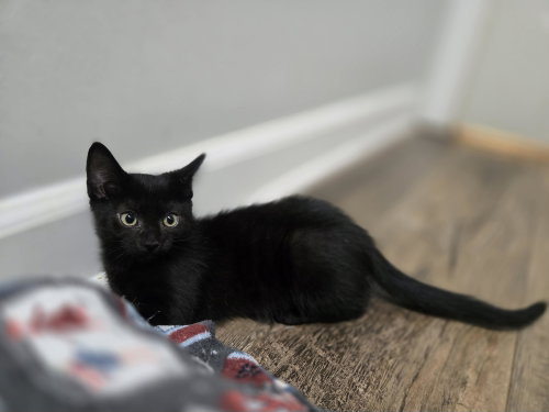 Loki photo 2