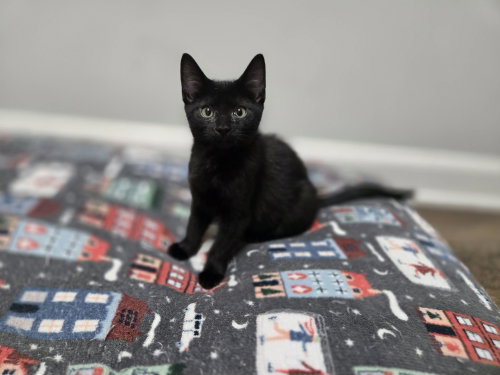Loki photo 4