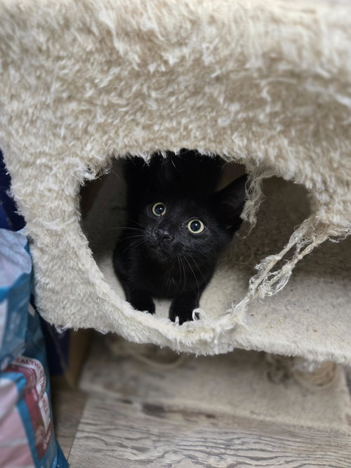 Loki photo 5