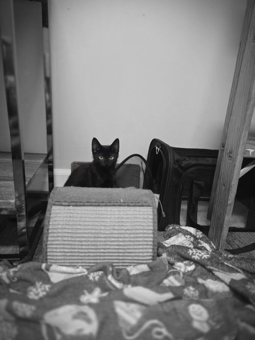 Loki photo 6