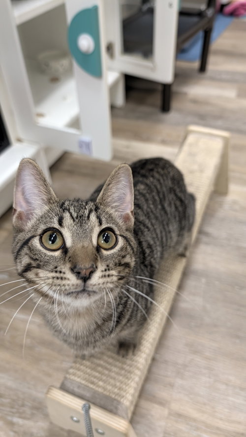 Fifa, a cat for adoption from Ark of Redemption