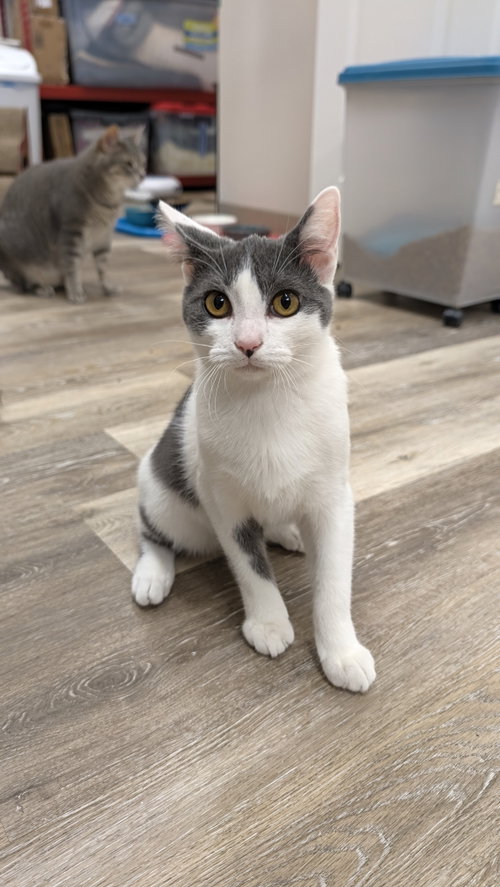 Howie, a cat for adoption from Ark of Redemption