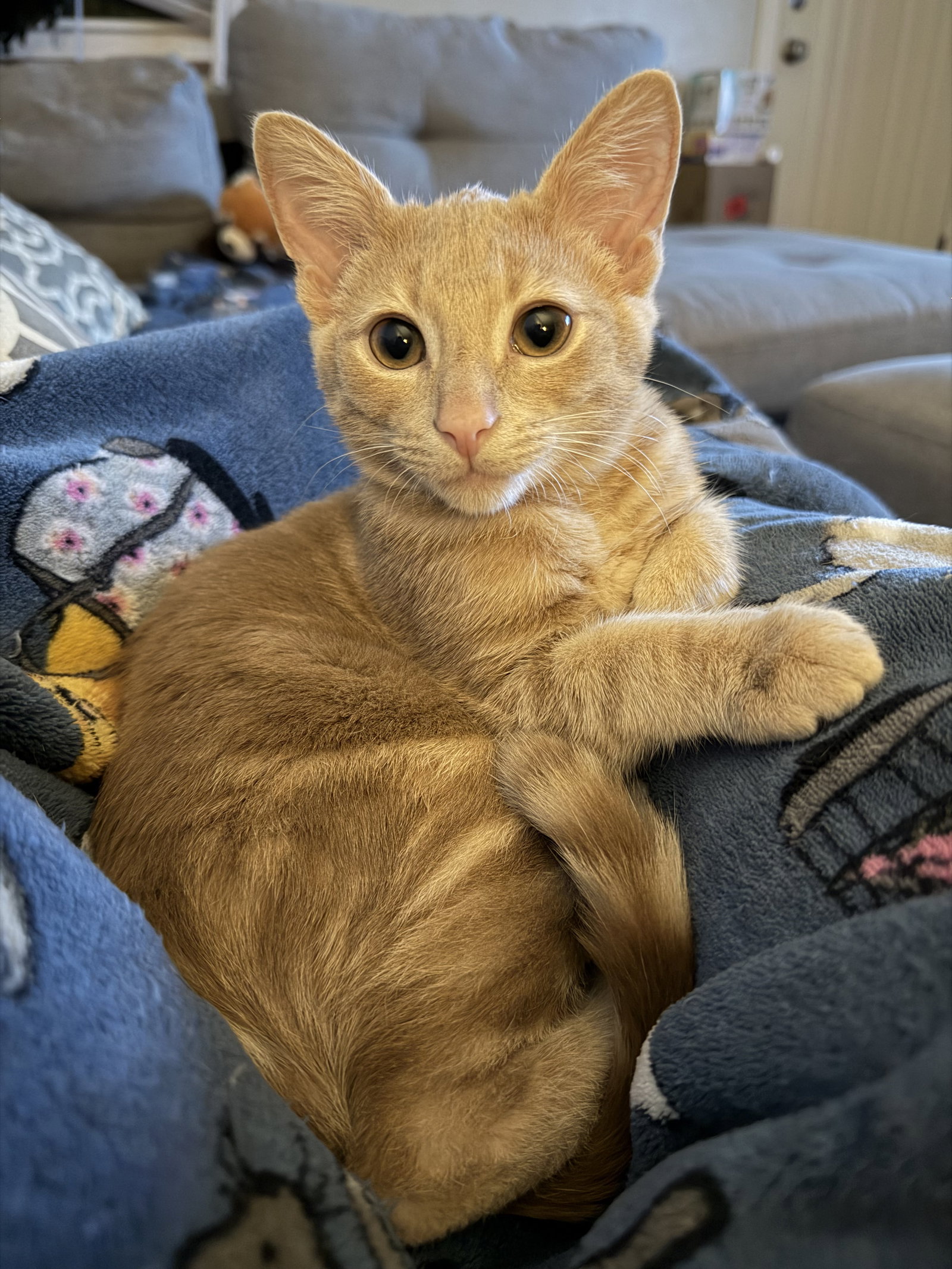 Lou, Domestic Short Hair