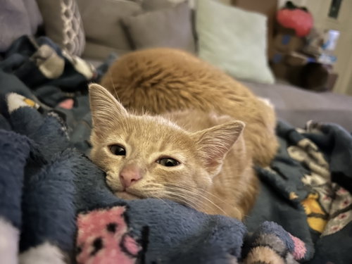 Lou, a cat for adoption from Ark of Redemption