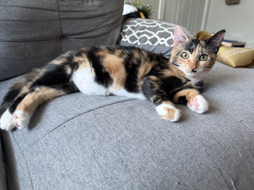 Buffy, a cat for adoption from Ark of Redemption