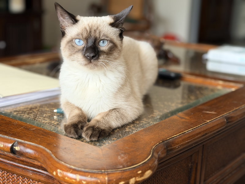 Crouton, a young female Siamese cat up for adoption