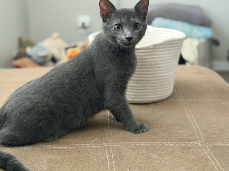 Merlin, a young male Russian Blue cat up for adoption