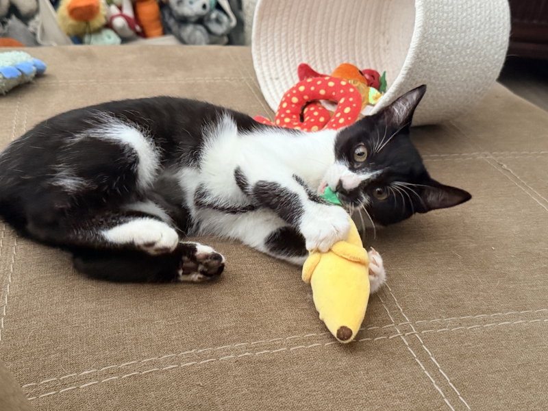 Marley, a young female cat up for adoption