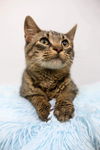 adoptable Cat in Du Quoin, IL named Perry