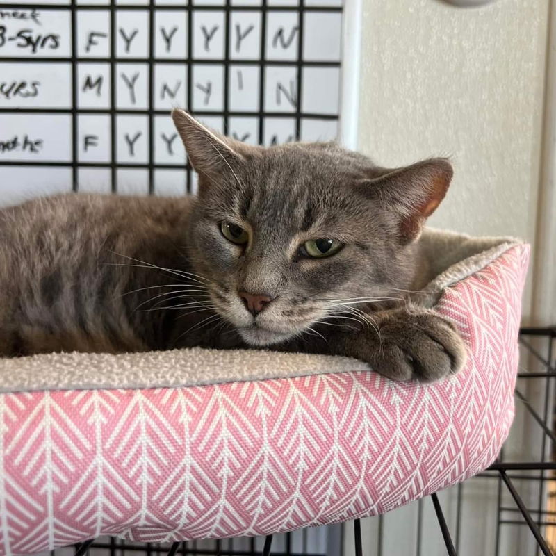 adoptable Cat in Du Quoin, IL named Missy