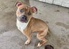 adoptable Dog in  named Nicole