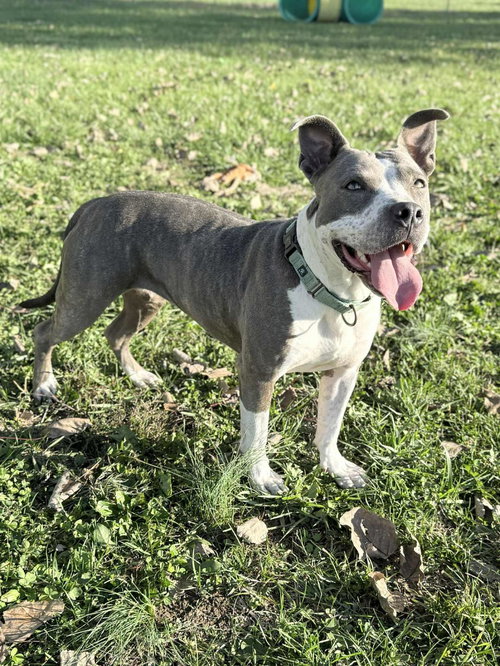 IZZY - Pit Bull Terrier available for adoption