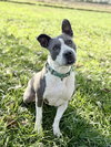 Izzy - Photo 3