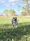 Izzy - Photo 5