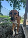 adoptable Dog in  named Dave