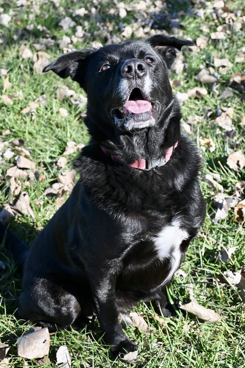 THOMAS JEFFREY - Labrador Retriever available for adoption