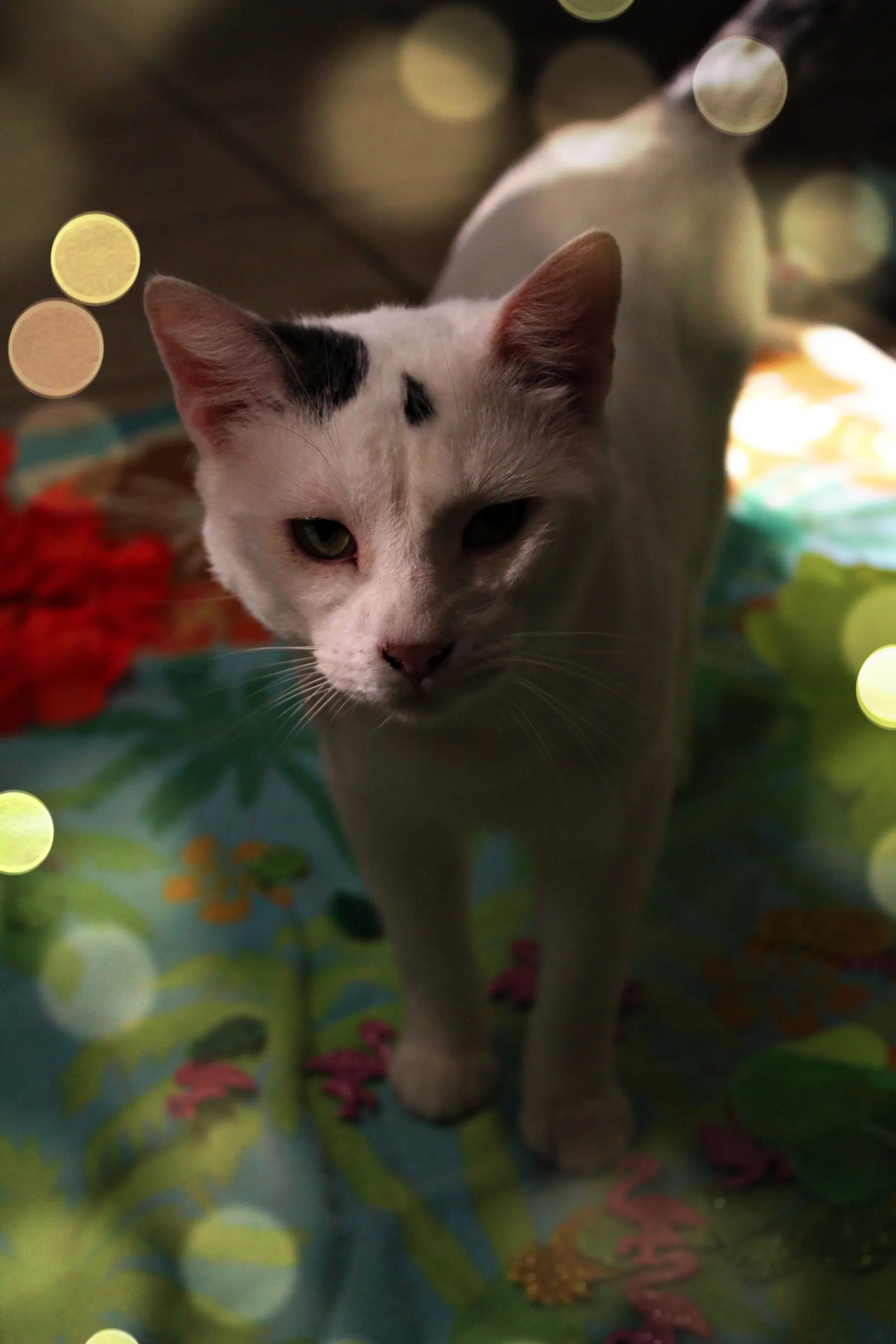 Pepper - American Shorthair